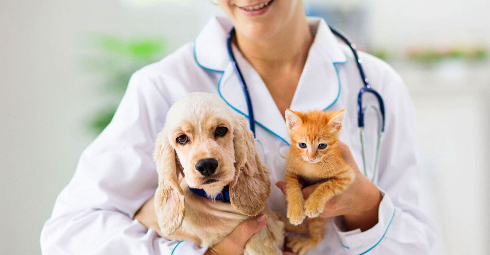 Read more about the article Medicina Veterinária